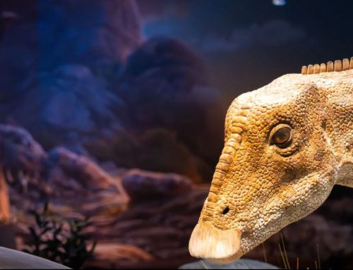 Edelman Fossil Park & Museum in NJ Transportation